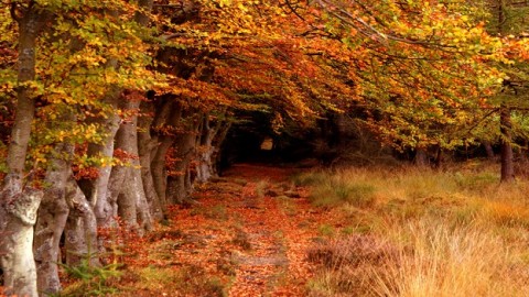 Protection of forests ‘fundamental to security of humanity’s place on this planet,’ UN Forum told