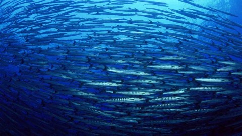 Podcast  Saving ‘the blue heart of the planet’ with Sylvia Earle