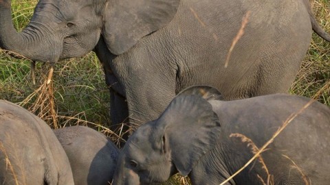 Government should not compensate ivory traders in Hong Kong for their stock