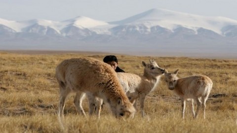 Unesco heritage listing sparks Tibetan resettlement fears