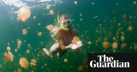  Jellyfish Lake is one of Palau’s key tourist attractions. Photo: Ullstein Bild/Getty Images