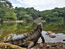 Colombia's city Cali has 80 wetlands, 50 within urban area, 19 in public areas and the rest of them are of private property