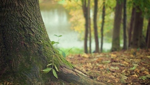 Незаконные вырубки, лесные пожары и прочие проблемы лесного фонда обсудили на заседании Совета по правам человека при Президенте РФ.