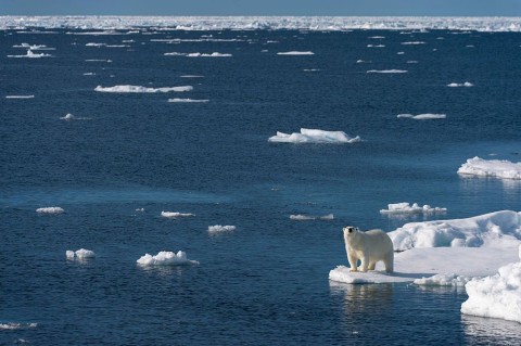 A polar bear looks for food at the edge of the pack ice north of Svalbard, Norway. Photo: Wolfgang Kaehler/Lightrocket via Getty Images