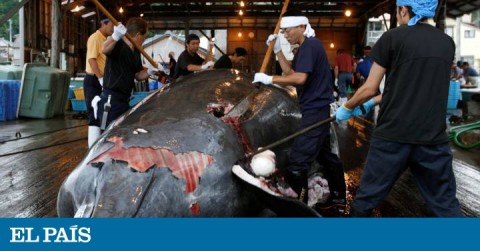 Varios trabajadores despiezan una ballena en el puerto de Minamiboso, al sureste de Tokio.