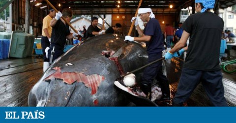 Several workers cutting a whale in the Minamiboso dock, southwest Tokyo.
