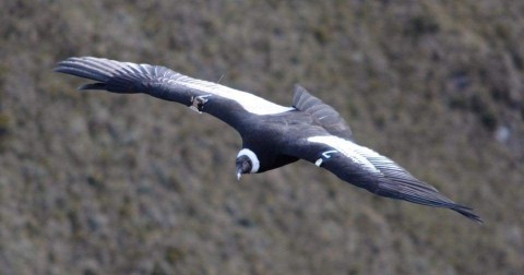 The tracking device allowed the Ecuadorian team to register images of Amy's flight. AMy was a young bird, which had no illnesses reported