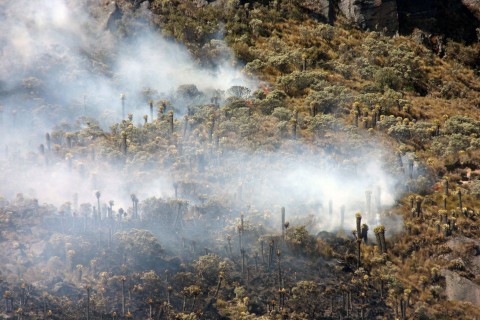In the Natural Park Los Nevados species like the Andes condor and crested eagle are among those more predominant