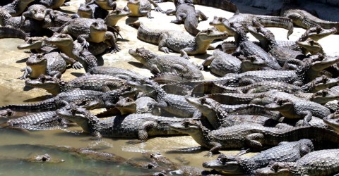 La población de caimanes aguja puede estar cercana a los 11.788 individuos, esto gracias a la conservación de la comunidad que ahora tiene permiso para comercializar sus pieles.