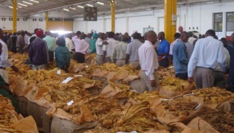 As farmers are netting substantial profits every year, more trees are being chopped than being planted.