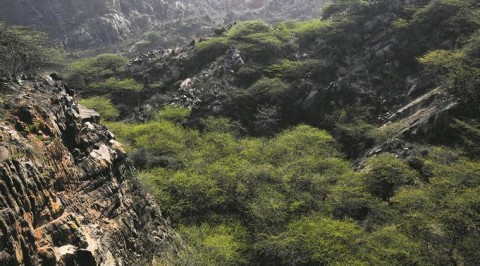 守護著山脈的古老法案《旁遮普土地法》，今年在州議會通過的修正案後將可能逐漸失效，進而造成「阿拉瓦利嶺」的動植物生態快速消失。論印度阿拉瓦利嶺山脈即將面臨的濫墾問題/社論