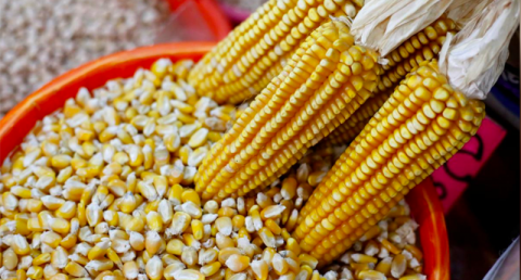 Corn cobs and yellow corn are on display at a market in Mexico City, Mexico May 19, 2017. Photo: Henry Romero / Reuters