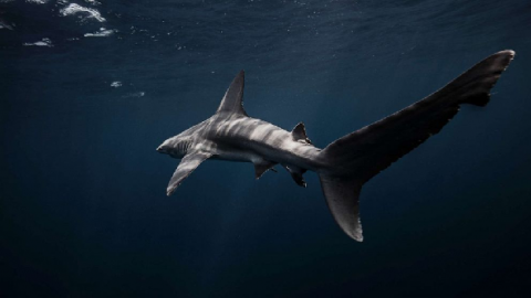 A sandbar shark is pictured swimming underwater in Jupiter, Fla. Photo: Getty Images stock