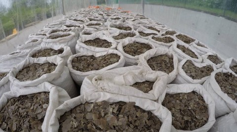 12.7 tonnes of pangolin scales were seized on Apr 8, 2019. 