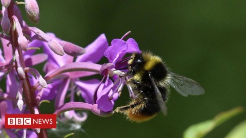 Nature loss: Report to show scale of 'silent crisis'