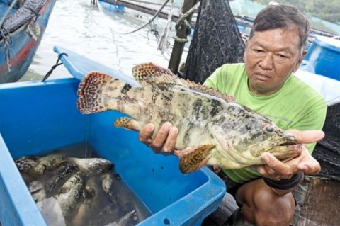 馬來西亞一生態研究所引進的海水遭硫污染，導致實驗室生物死亡。