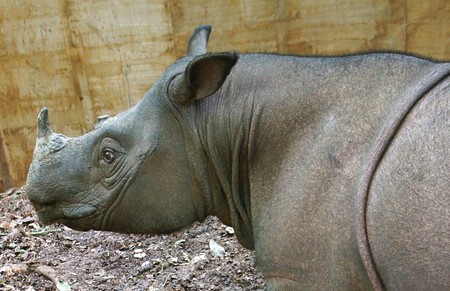 スマトラサイ、絶滅危機に＝マレーシア最後の雄「タム」死ぬ