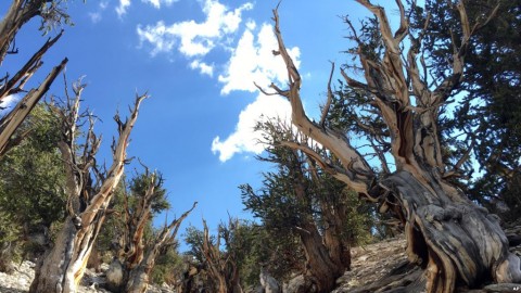 Future of Oldest Tree Species in Peril