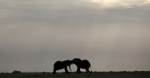 What Trophy Hunting Does to the Elephants It Leaves Behind