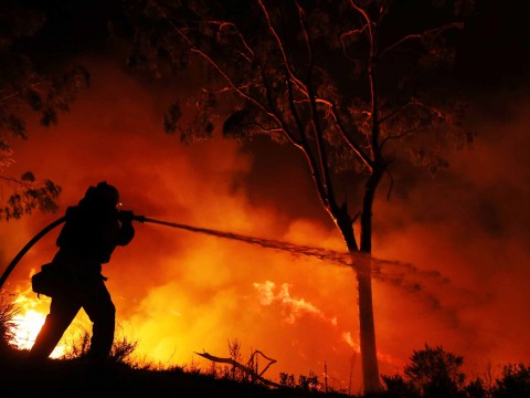 'Avocado capital of the world' devastated by wildfires