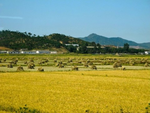 北朝鮮の政府当局者、「飢えた」軍隊養うため農家から食糧略奪