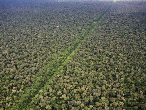 An existing road running through the Amazon in Peru. Photo: Getty Images