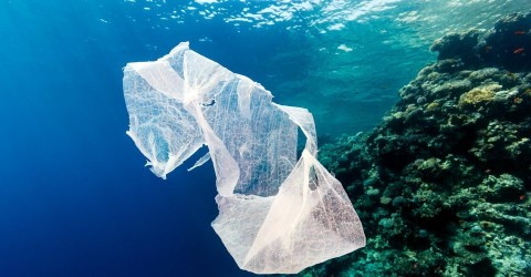 A piece of plastic floats over a coral reef. Photo: Kathryn Berry