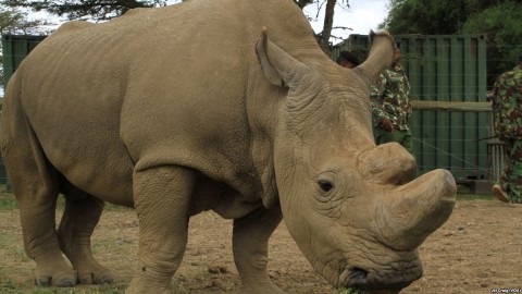 Sudan, the world’s last remaining male northern white rhinoceros, lives at Ol Pejeta conservancy, the largest black rhino sanctuary in East Africa, in Laikipia Plateau, Kenya, April 28, 2016. Photo: Jill Craig / VOA