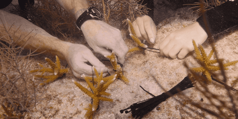 In Mote’s state-of-the-art coral-research center, scientists have pioneered new ways of growing coral exponentially faster than it would grow in the wild. Photo: Kevin Loria