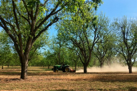 A farmer mows in an orchard of pecan trees April 24 near Granbury, Texas. Photo: Eric Schmall / AP