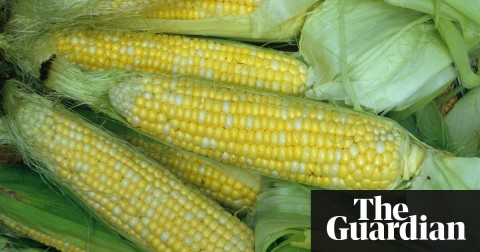 More than 200m pounds of weedkiller are used annually by US farmers on their fields. It is sprayed directly over some crops, including corn, soybeans, wheat and oats. Photo: Marvin Dembinsky Photo Associate/Alamy