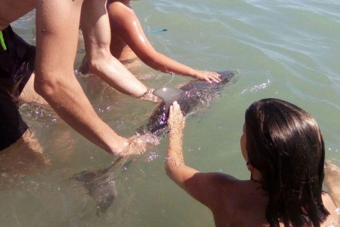 Baby dolphin dies after being passed around for selfies with tourists on beach