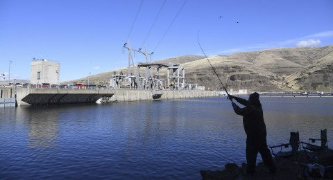 Trump administration urged to avoid salmon protection rules