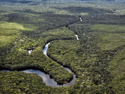 Preserving forests is one of our best hopes for averting climate change ( AFP/Getty )