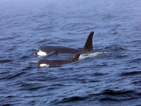 The orcas are facing extinction because of a dearth of salmon and human encroachment ( AP )