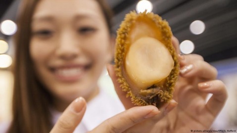 Demand for abalone in Asia is increasingly being met through illegal harvesting run by criminal gangs threatening the survival of the marine mollusk in South Africa. Photo: A. Hofford / dpa/EPA