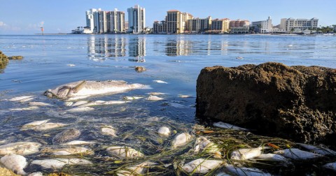 Dead fish dot the shores of Pinellas County, Florida, as a result of red tide. Photo: Douglas R. Clifford/Tampa Bay Times/ZUMA