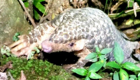 Pangolins, whose scales are used in traditional Chinese medicines, are believed to be the world’s most trafficked animals. Photo: Stephen Pheby